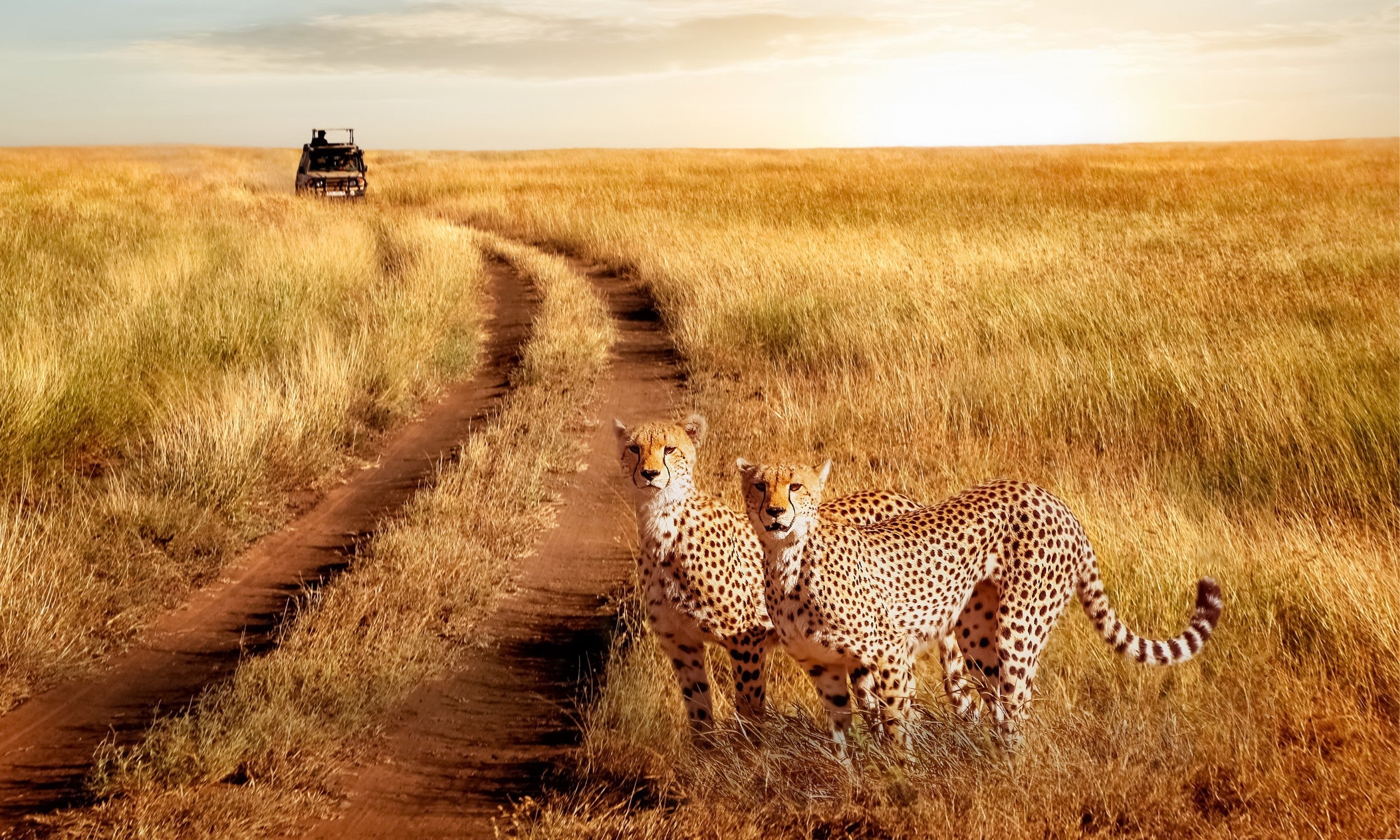 Safari in Tansania - Steppe mit 2 Geparden im Sonnenuntergang