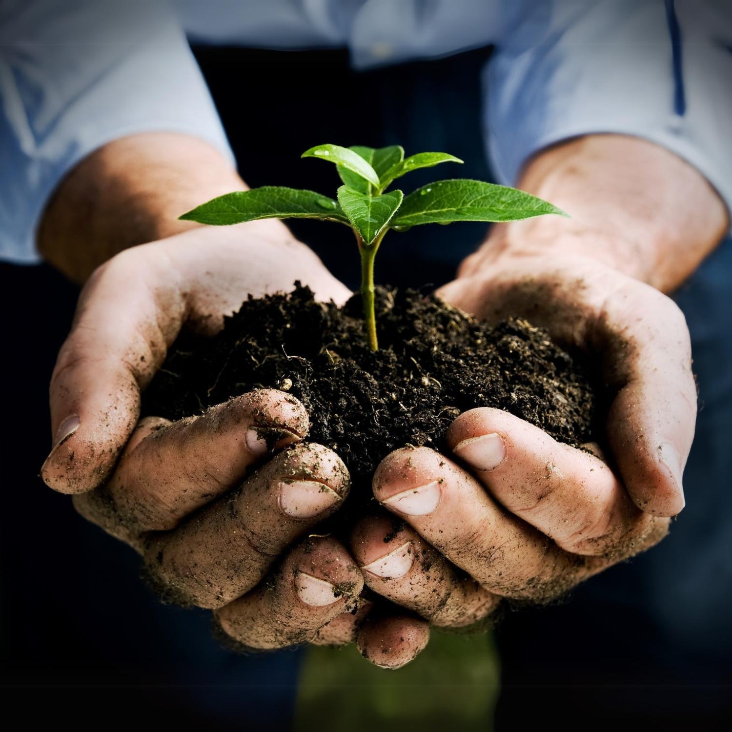 Mann hält ein Pflänzchen mit Erde in der Hand