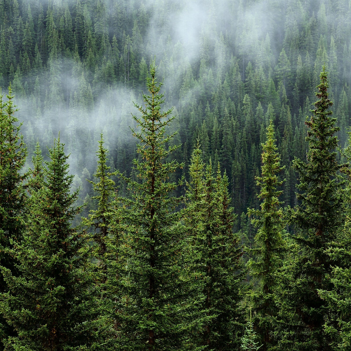 Brume entre des conifères verts formant une forêt dense